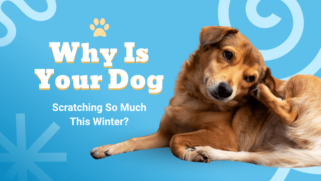 Why Is Your Dog Scratching So Much This Winter? Why Is Your Dog Scratching So Much This Winter?